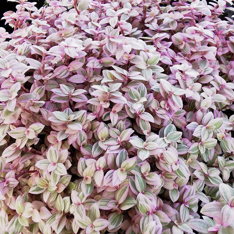 Callisia rosato 'Pink Panther'