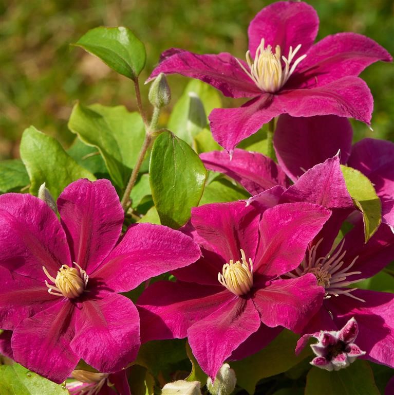 Clematis Boulevard 'Acropolis' (P)