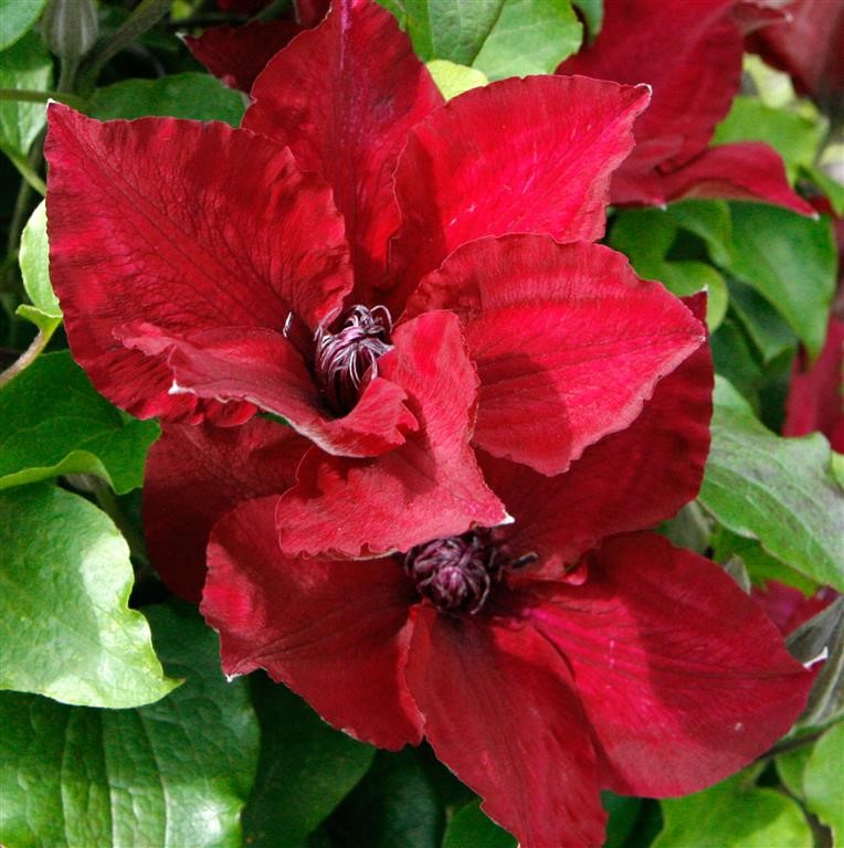 Clematis Boulevard 'Nubia' (P)