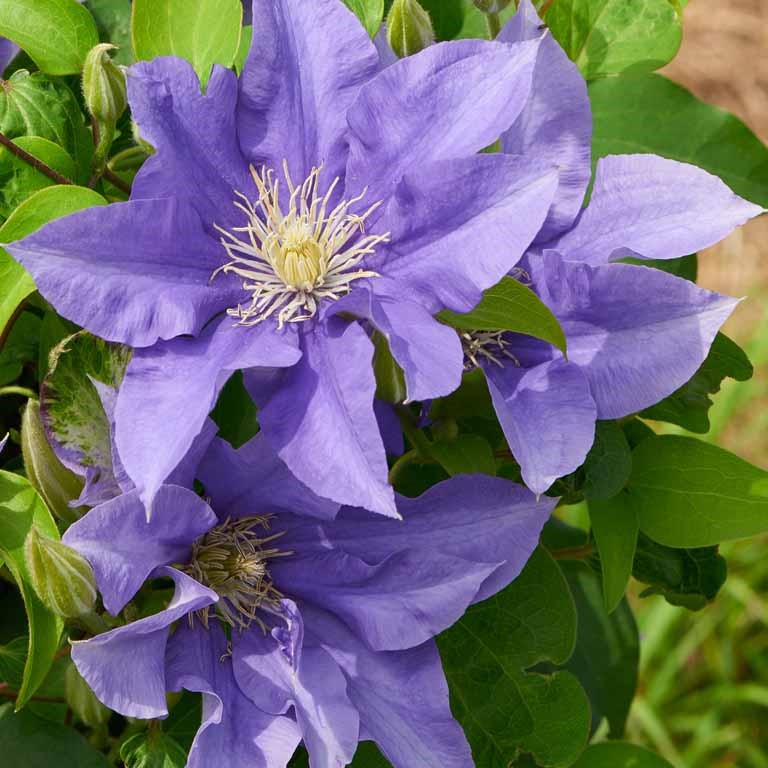 Clematis Boulevard 'Olympia' (P)