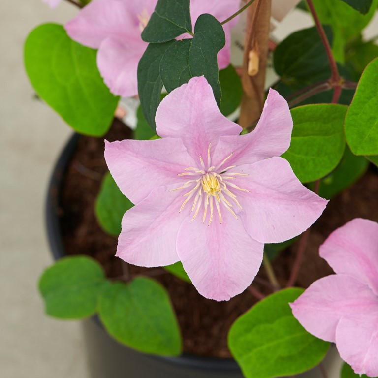 Clematis Boulevard� 'Pompeii'� (P)