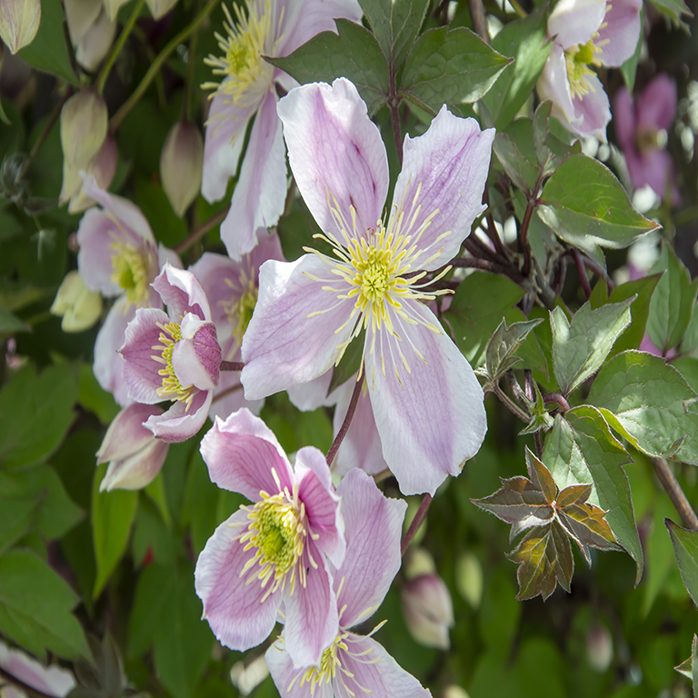 Clematis mont. 'Giant Star' (VR)