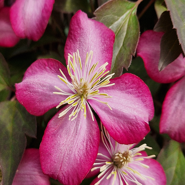 Clematis mont. Truffle� Rose' (P)