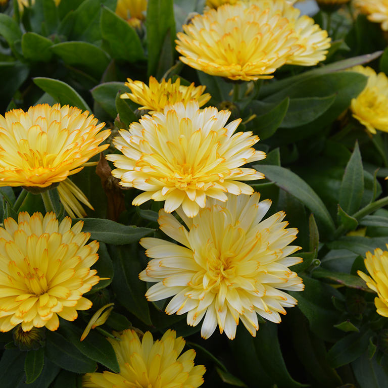 Calendula PowerDaisy� 'Buttermilk' (P)