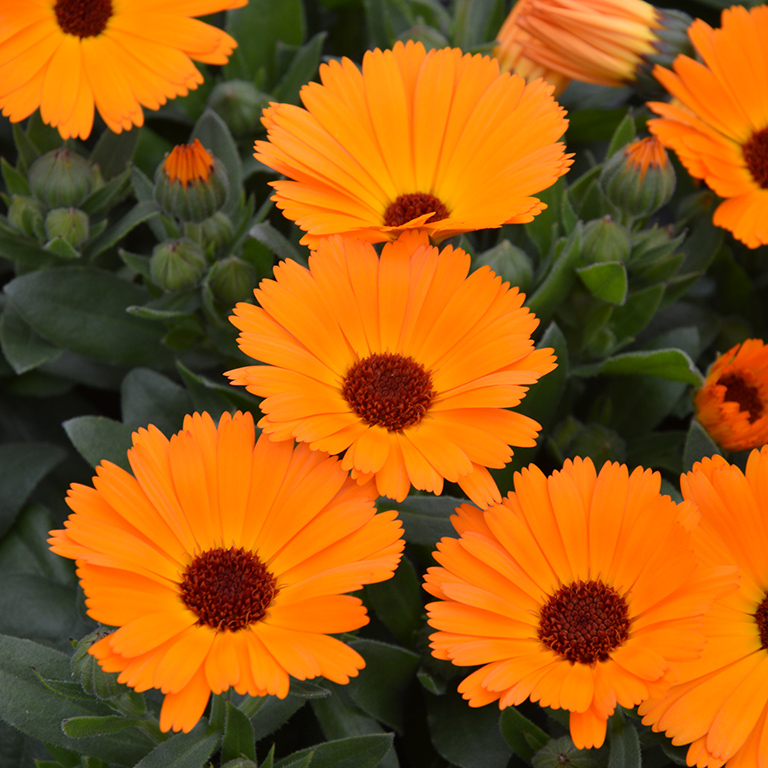 Calendula PowerDaisy� 'Mango' (P)