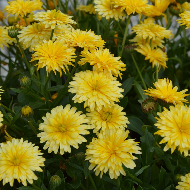 Calendula PowerDaisy 'Sunray' (P)