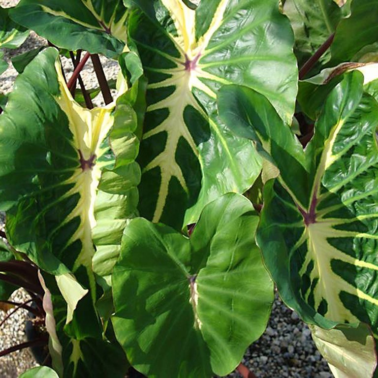 Colocasia 'White Lava' (P)