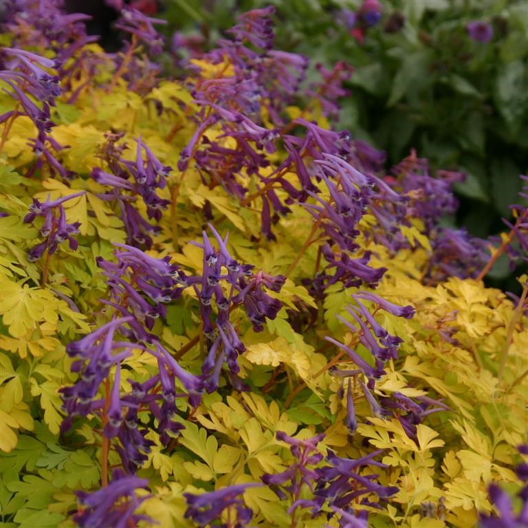 Corydalis 'Berry Exciting' (P)