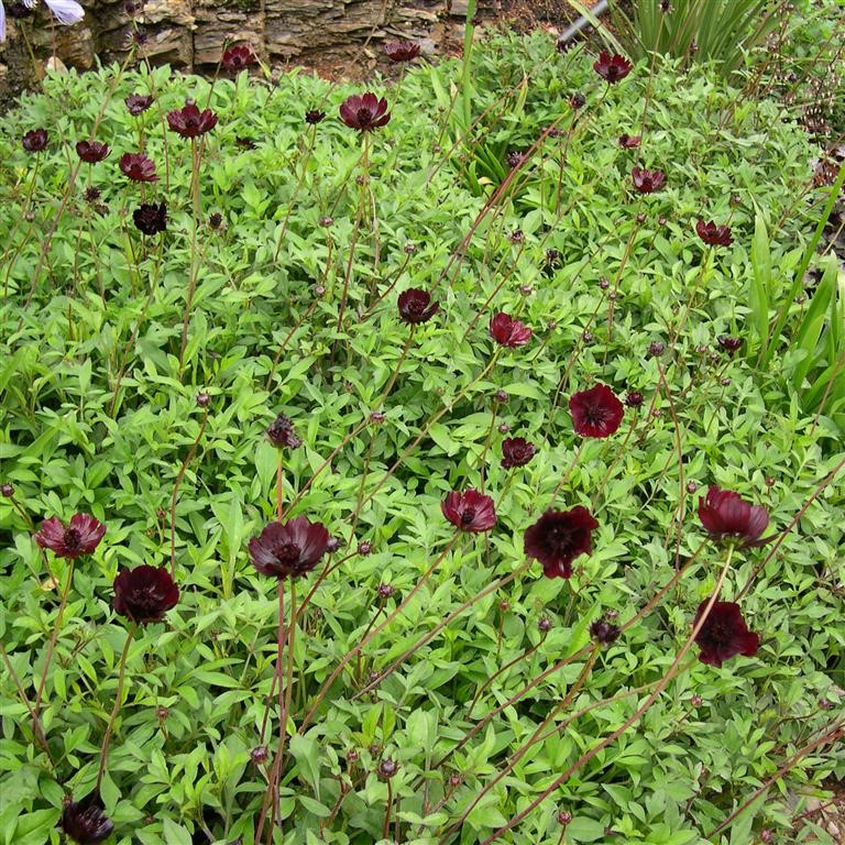 Cosmos astrosanguineus 'Chocolate'