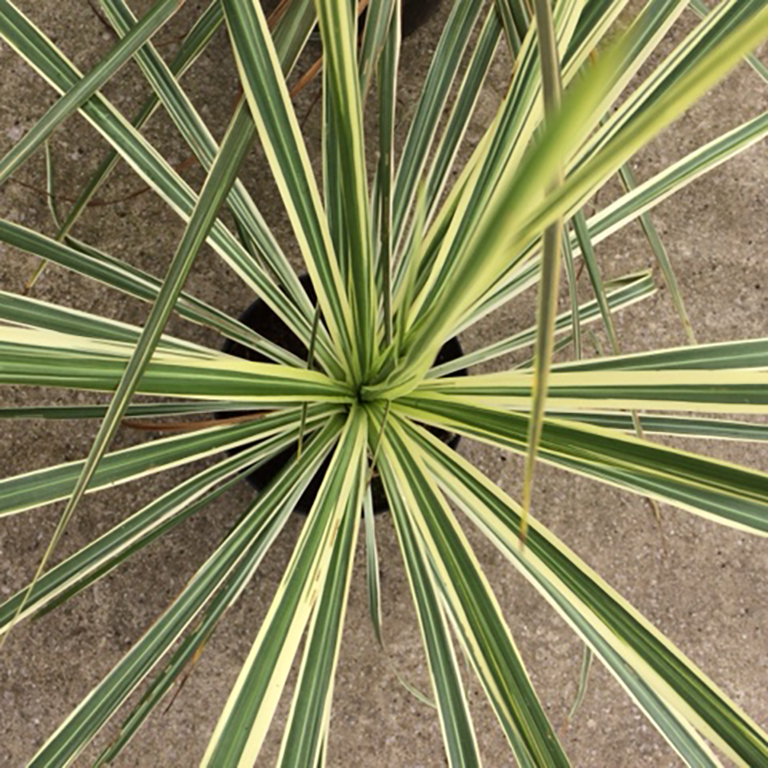 Cordyline australis 'Lime Passion' (P)