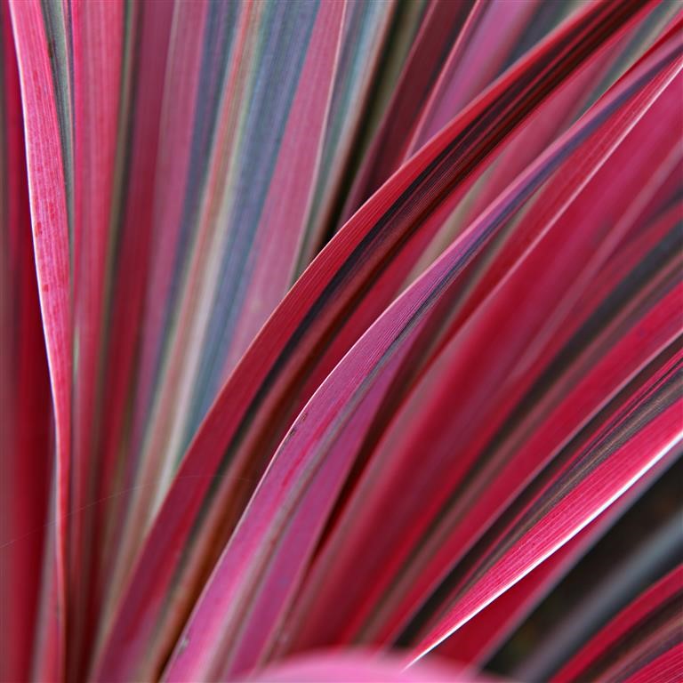 Cordyline 'Pacific Sunrise' (P)