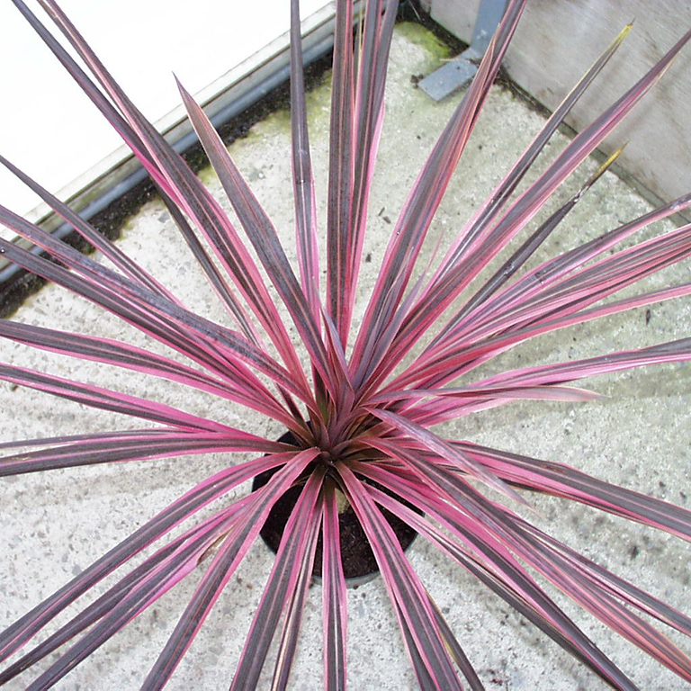 Cordyline australis 'Southern Splendour' (P)