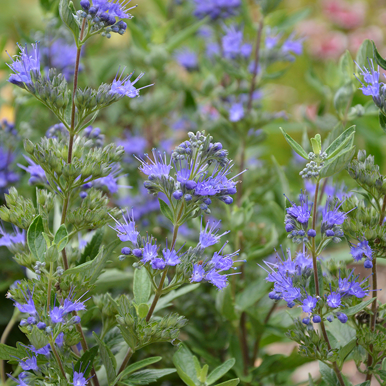 Caryopteris 'First Blue' (P)