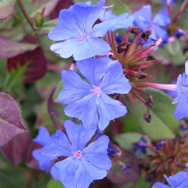 Ceratostigma plumbaginoides