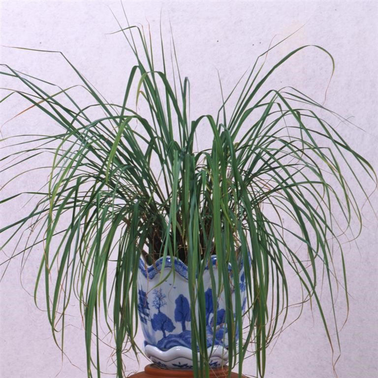 Cymbopogon citratus (Lemon Grass)