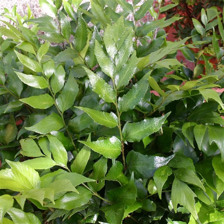 Cyrtomium falcatum (Japanese Holly Fern)