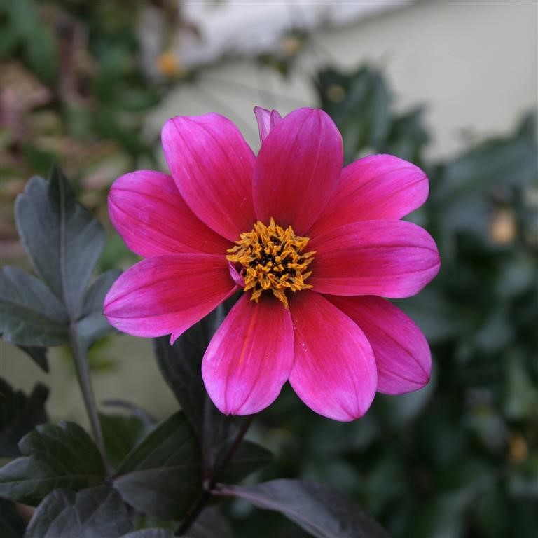 Dahlia 'Bishop of Canterbury'