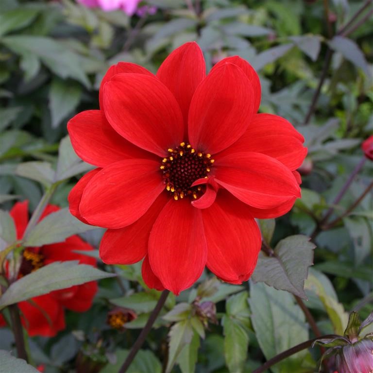 Dahlia 'Bishop of Llandaff'