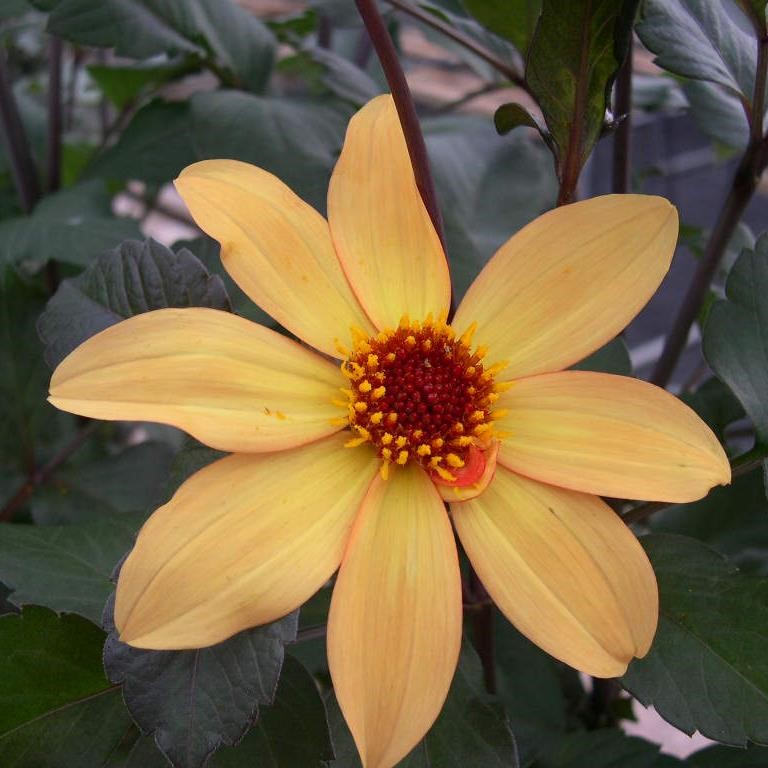 Dahlia 'Bishop of York'