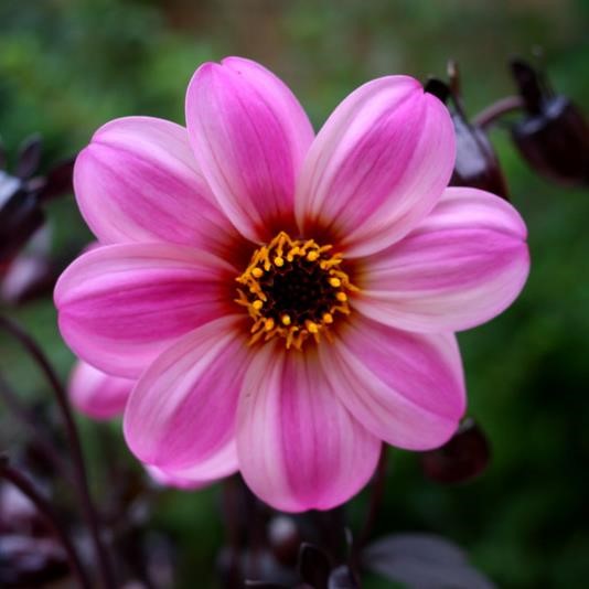 Dahlia Mystic 'Dreamer' (P)