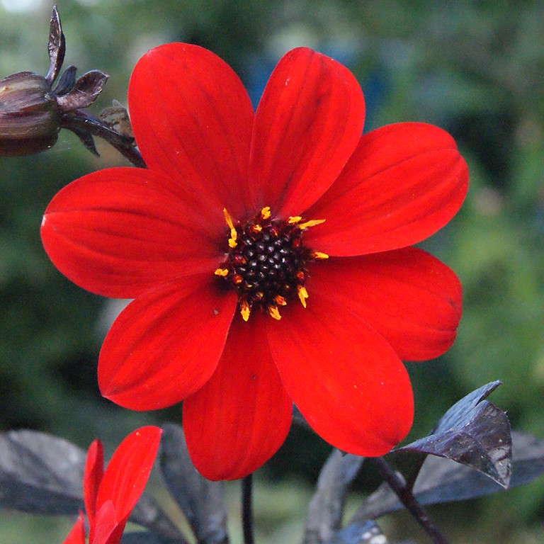 Dahlia Mystic 'Enchantment' (P)