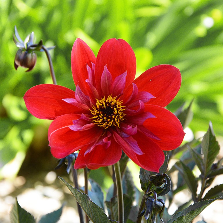 Dahlia Mystic 'Flares Catch' (P)