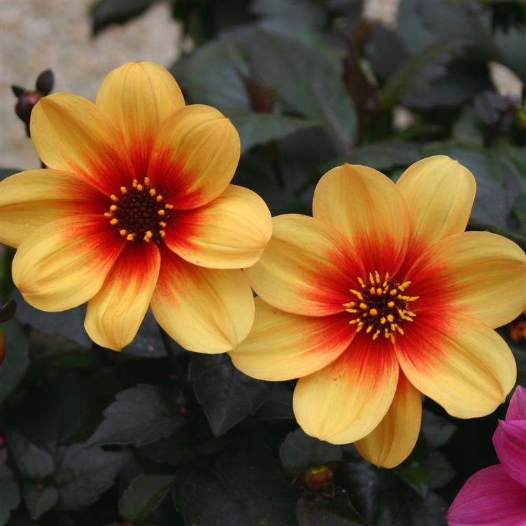 Dahlia 'Moonfire'