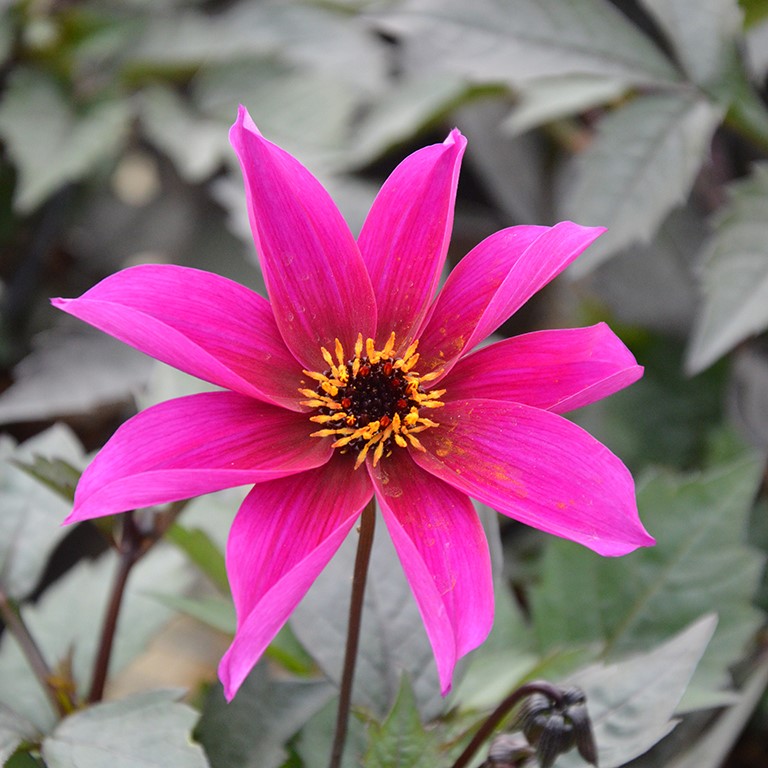 Dahlia Mystic 'Wizard' (P)