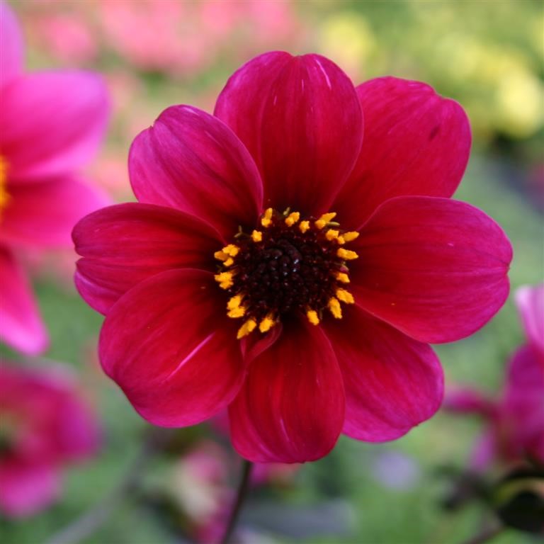 Dahlia 'Roxy'
