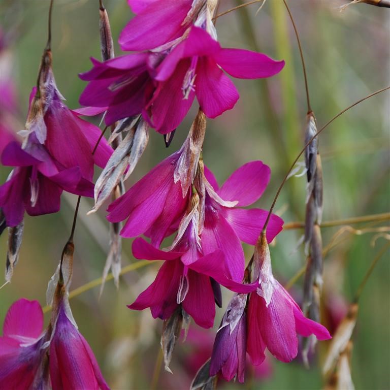 Dierama 'Blackberry Bells'