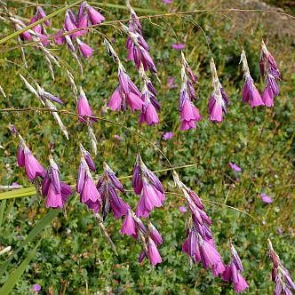 Dierama pulcherrimum