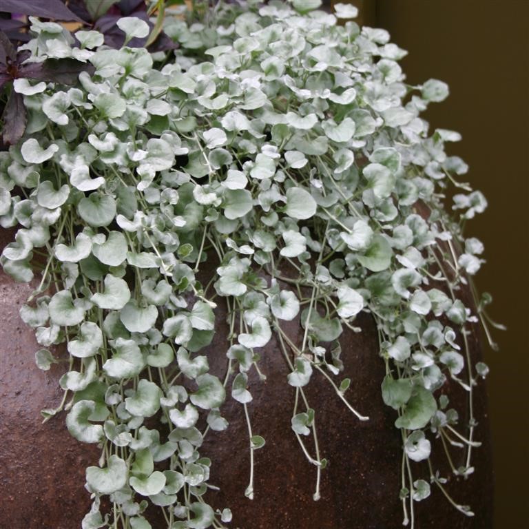 Dichondra sericea 'Silver Falls'