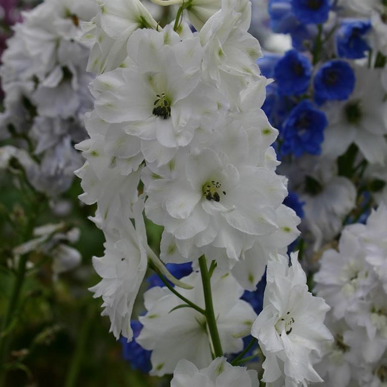 Delphinium 'Double Innocence'