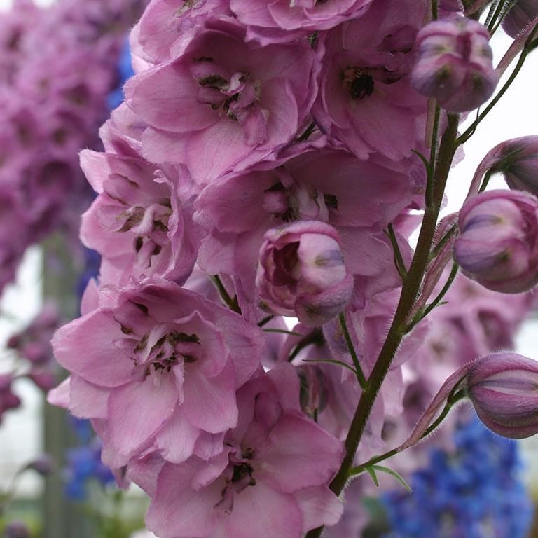 Delphinium 'Dusky Maidens'