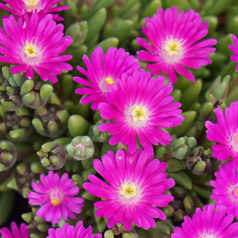 Delosperma Jewel of Desert 'Opal' (P)