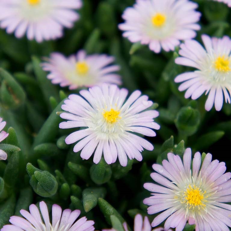 Delosperma Jewel of Desert 'Rosequartz' (P)