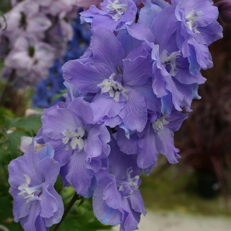 Delphinium 'Morning Lights'