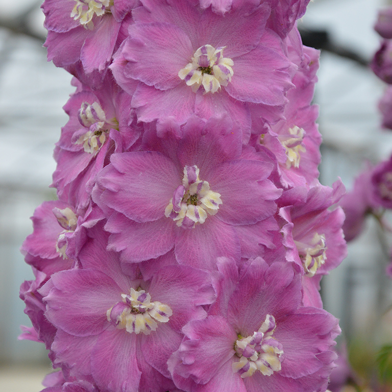 Delphinium 'Pink Punch'