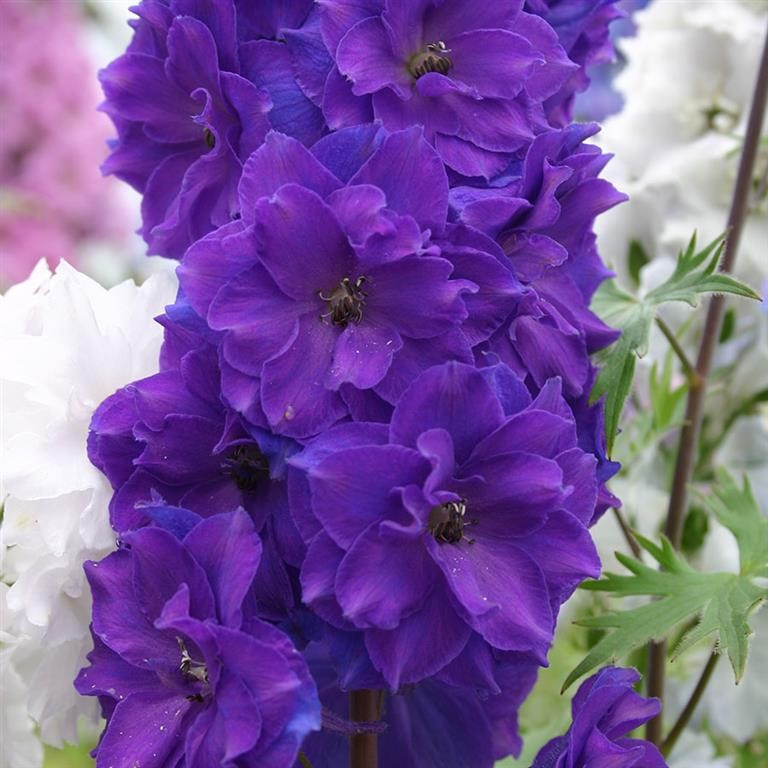 Delphinium 'Pagan Purples'