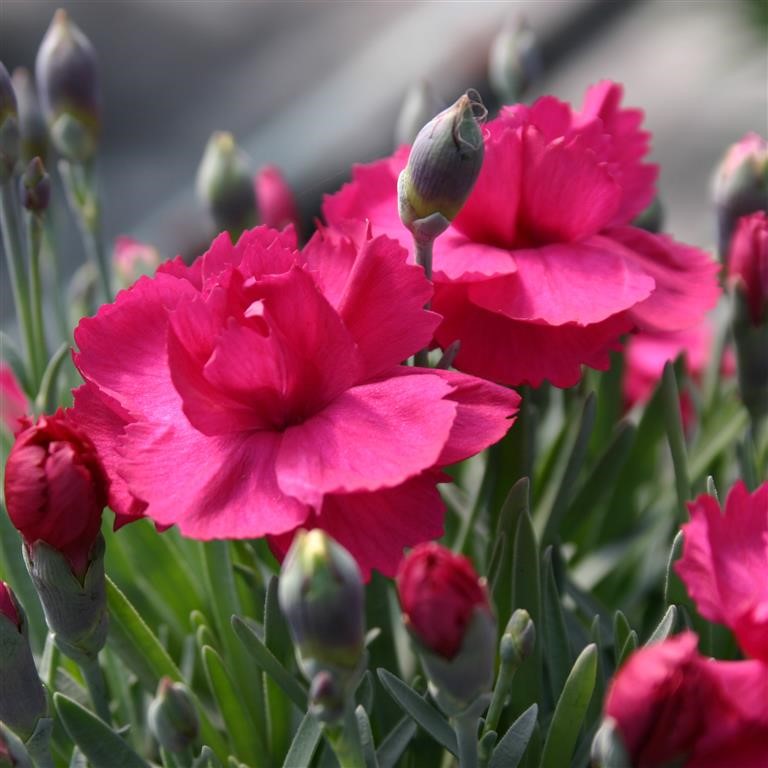 Dianthus 'Annette'