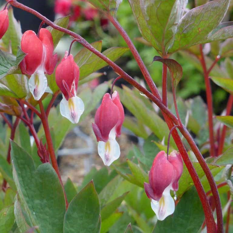 Dicentra 'Valentine' (P)