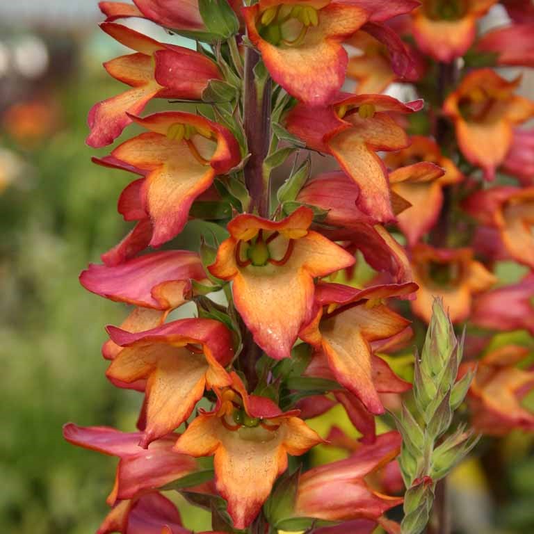 Digitalis Illumination 'Flame' (P)