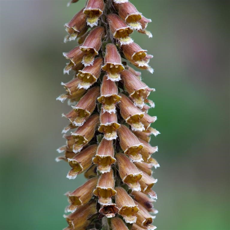 Digitalis parviflora 'Milk Chocolate'