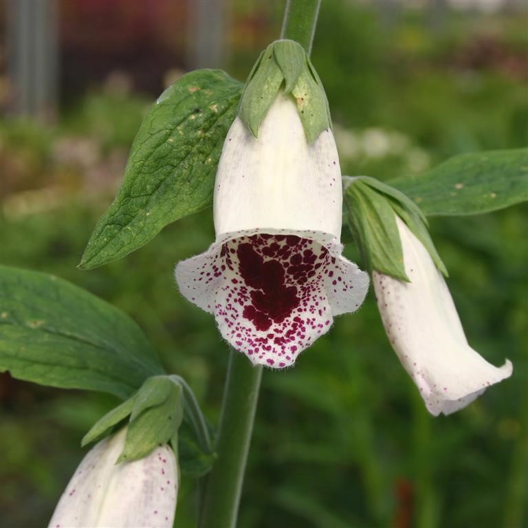 Digitalis purpurea 'Pam's Choice'