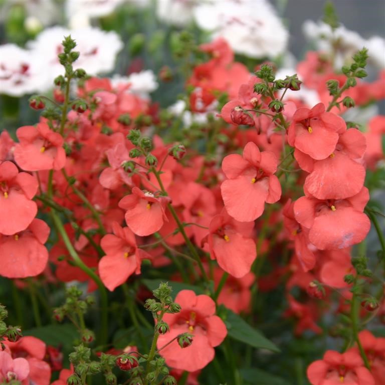 Diascia 'Little Drifter' (P)