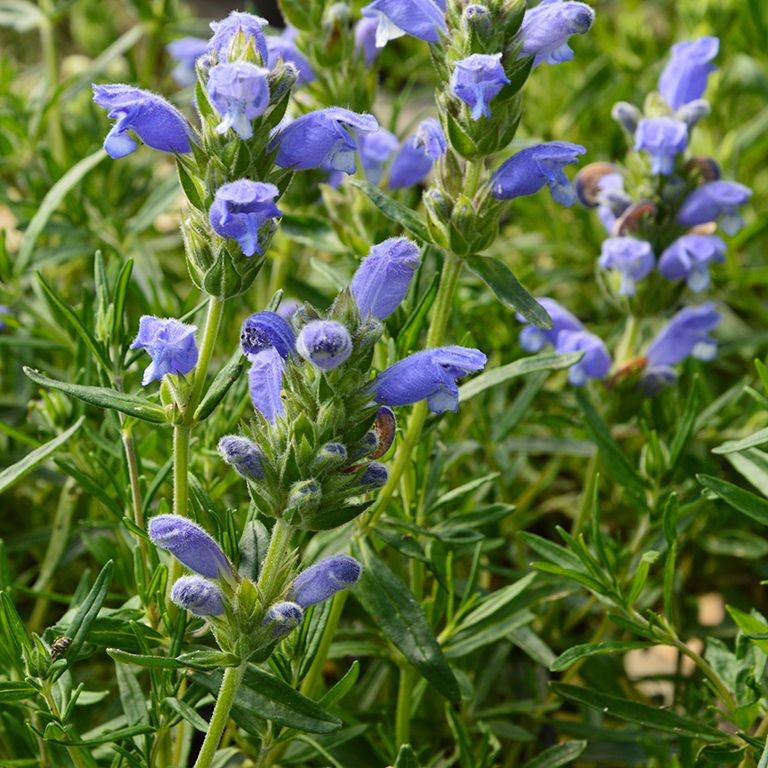 Dracocephalum argunense 'Fuji Blue'
