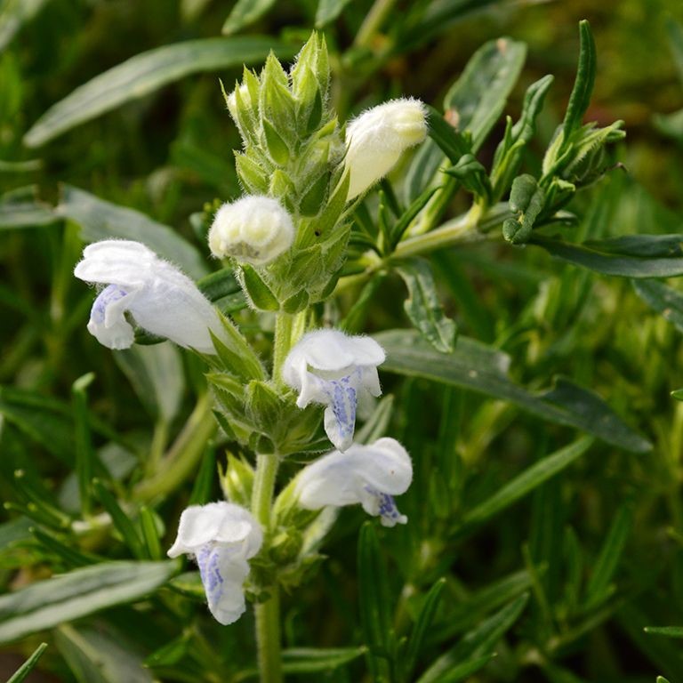 Dracocephalum argunense 'Fuji White'
