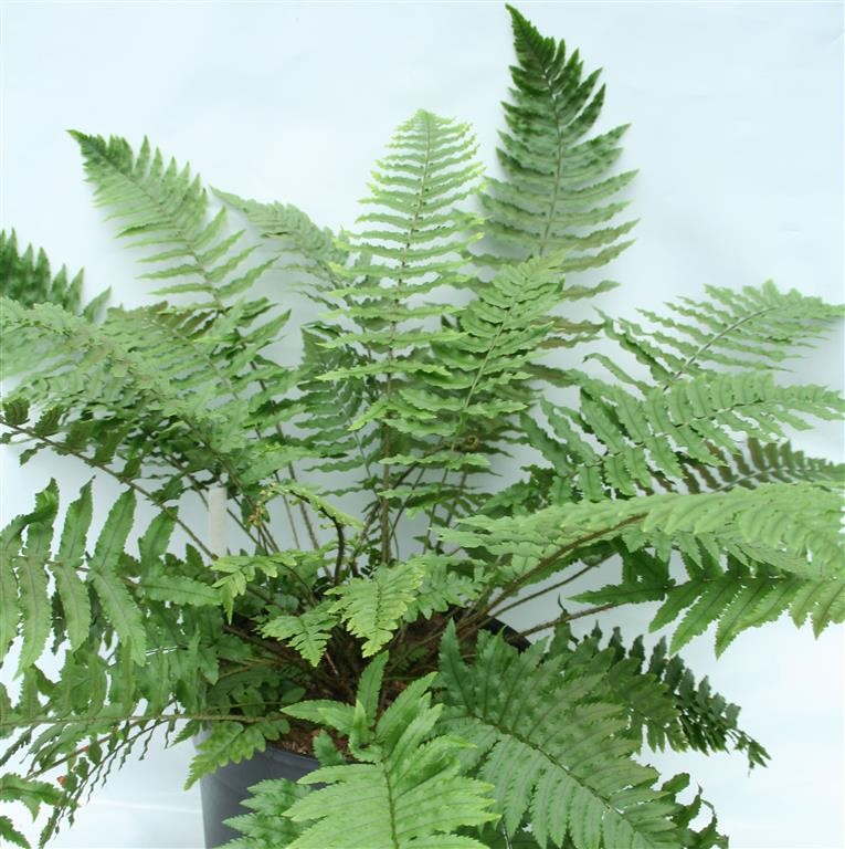 Dryopteris atrata