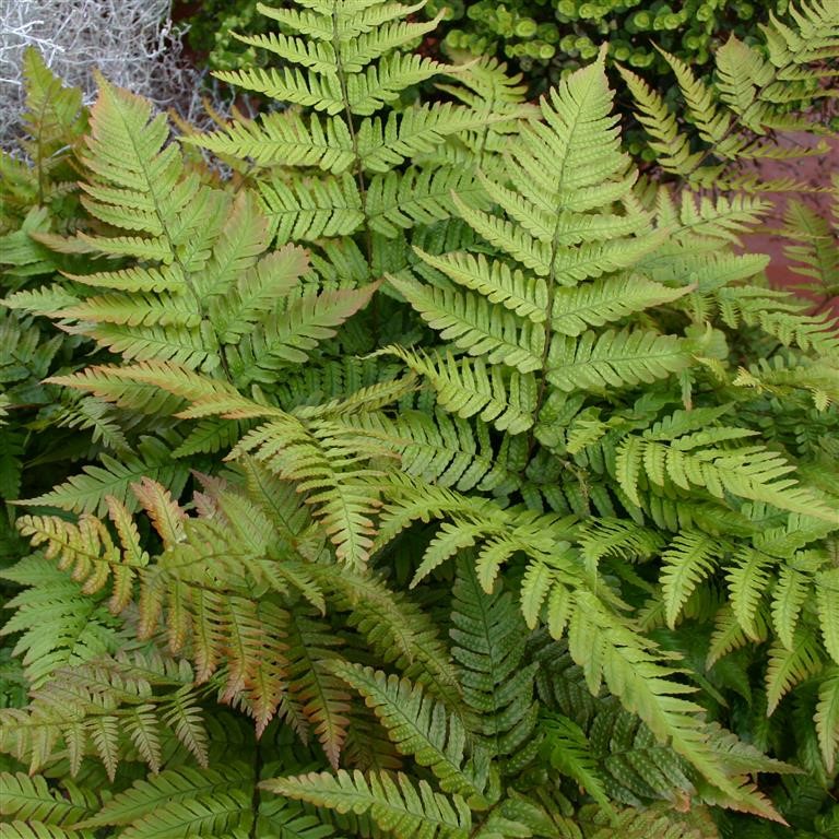 Dryopteris erythrosora  (Autumn Fern)