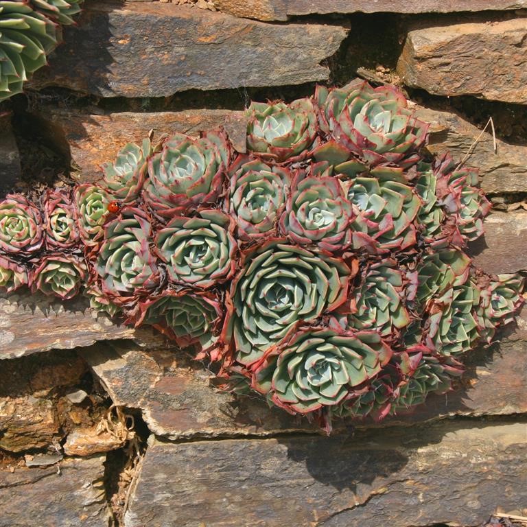 Echeveria glauca (Blue flatter leaves)